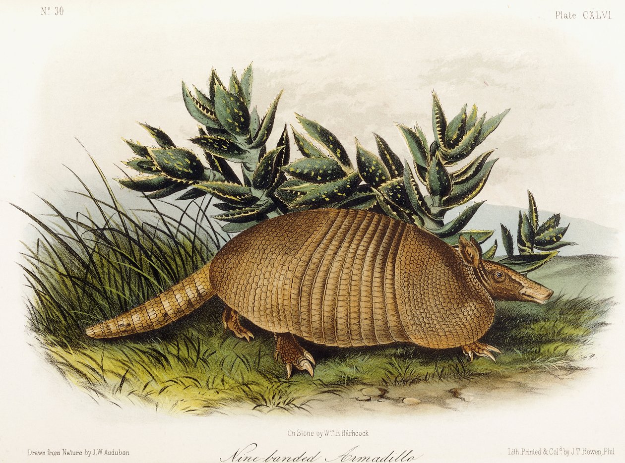Nine-banded Armadillo by John Woodhouse Audubon