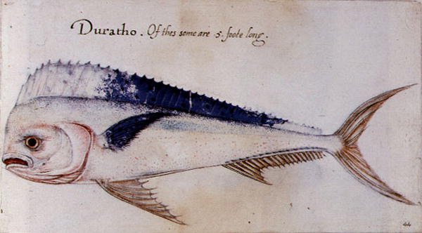 Dorado by John after White