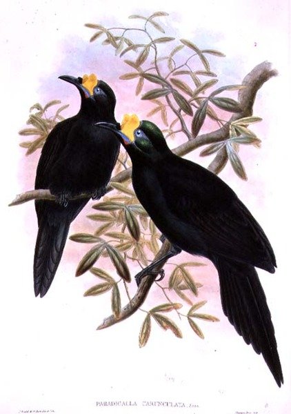 Wattled Ploughbill by John and Hart, William Gould