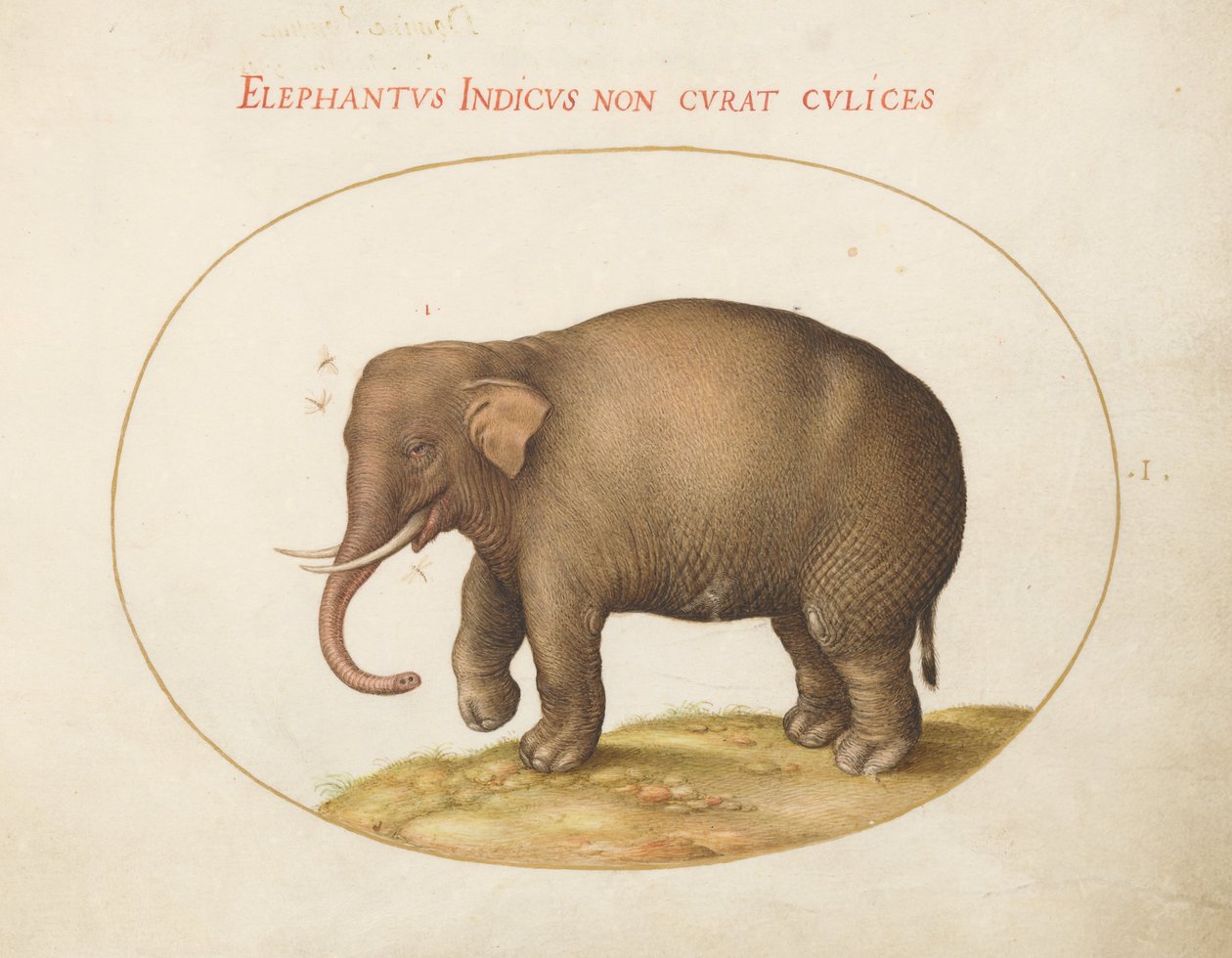 Animalia Quadrupedia et Reptilia (Terra) - Plate I by Joris Hoefnagel