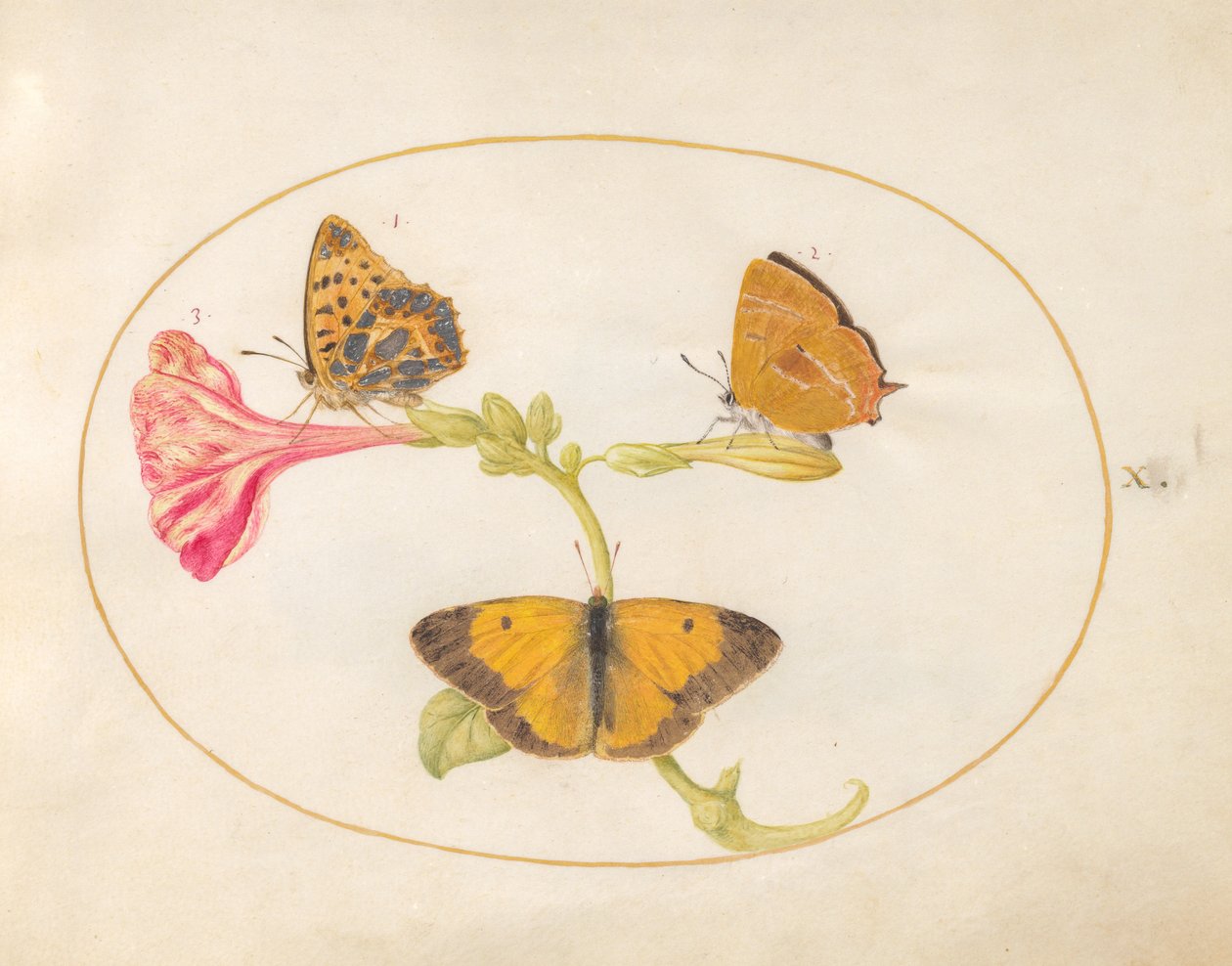 Butterfly, c.1575-80 by Joris Hoefnagel