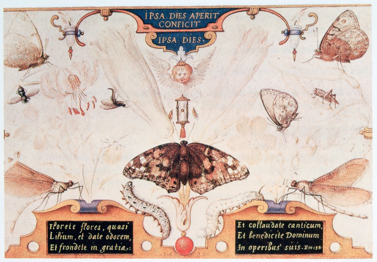 Diptych with flowers and insects by Joris Hoefnagel