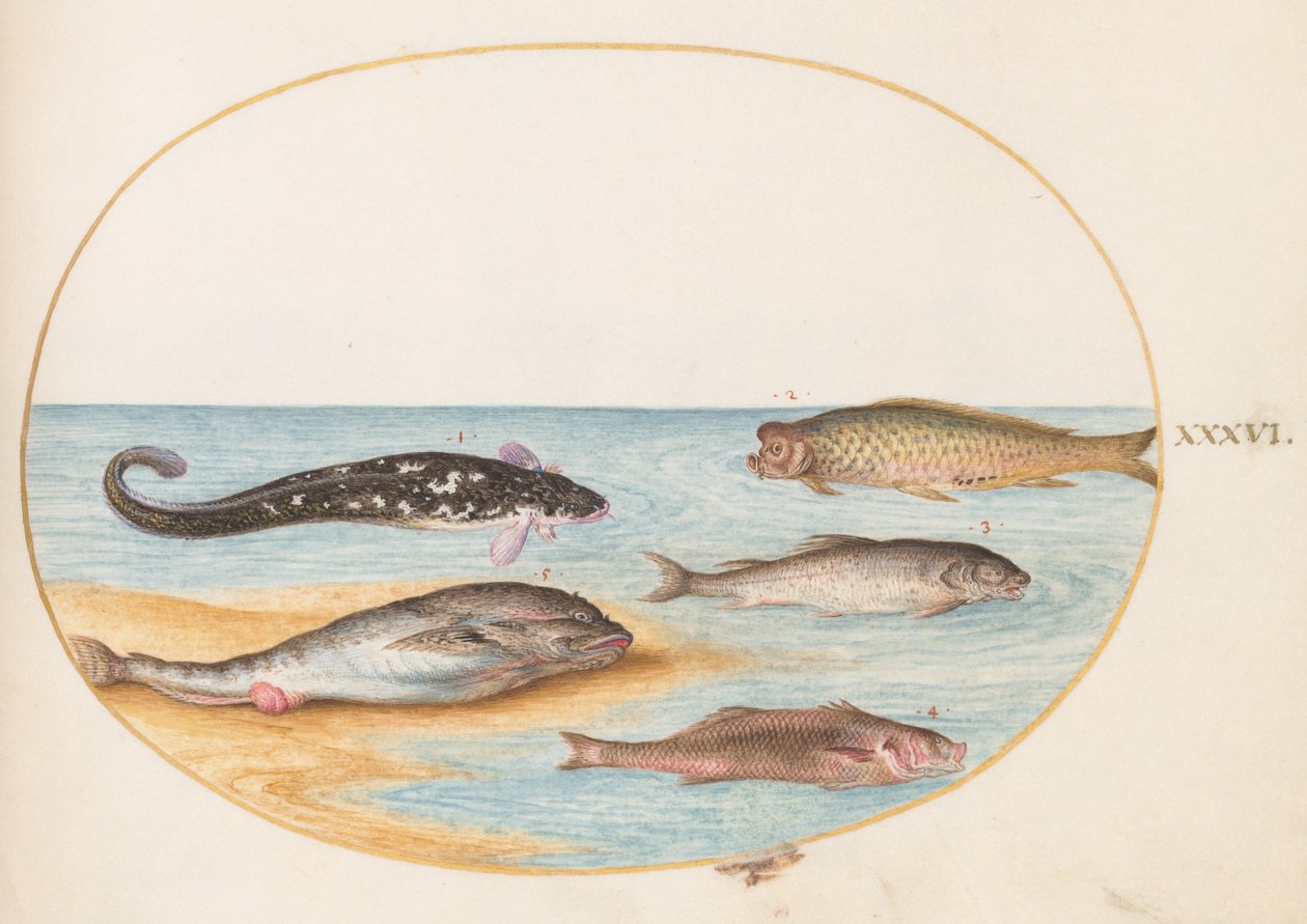 Fish, c.1575-80 by Joris Hoefnagel