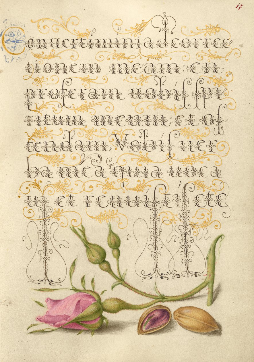 French Rose and Pistachio by Joris Hoefnagel