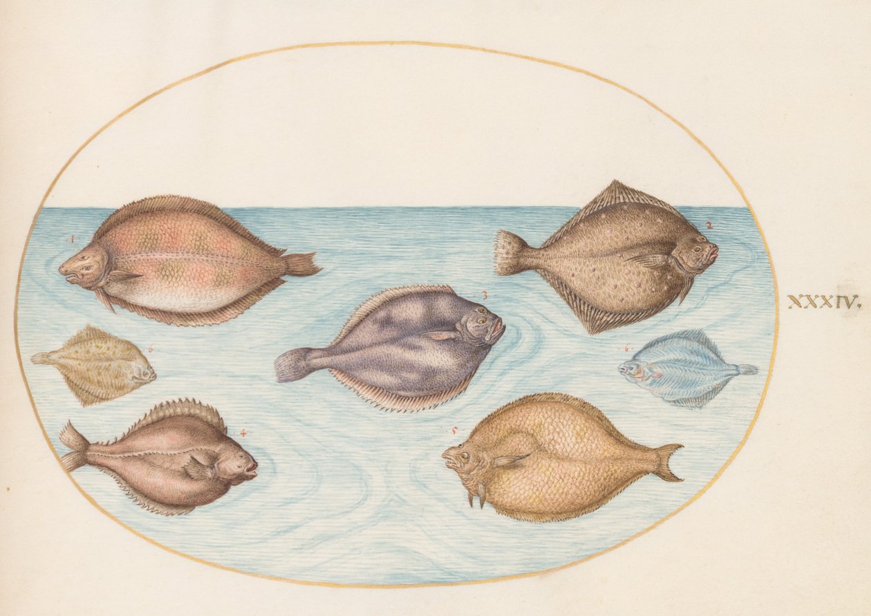 Plate 34: Seven Flatfish by Joris Hoefnagel