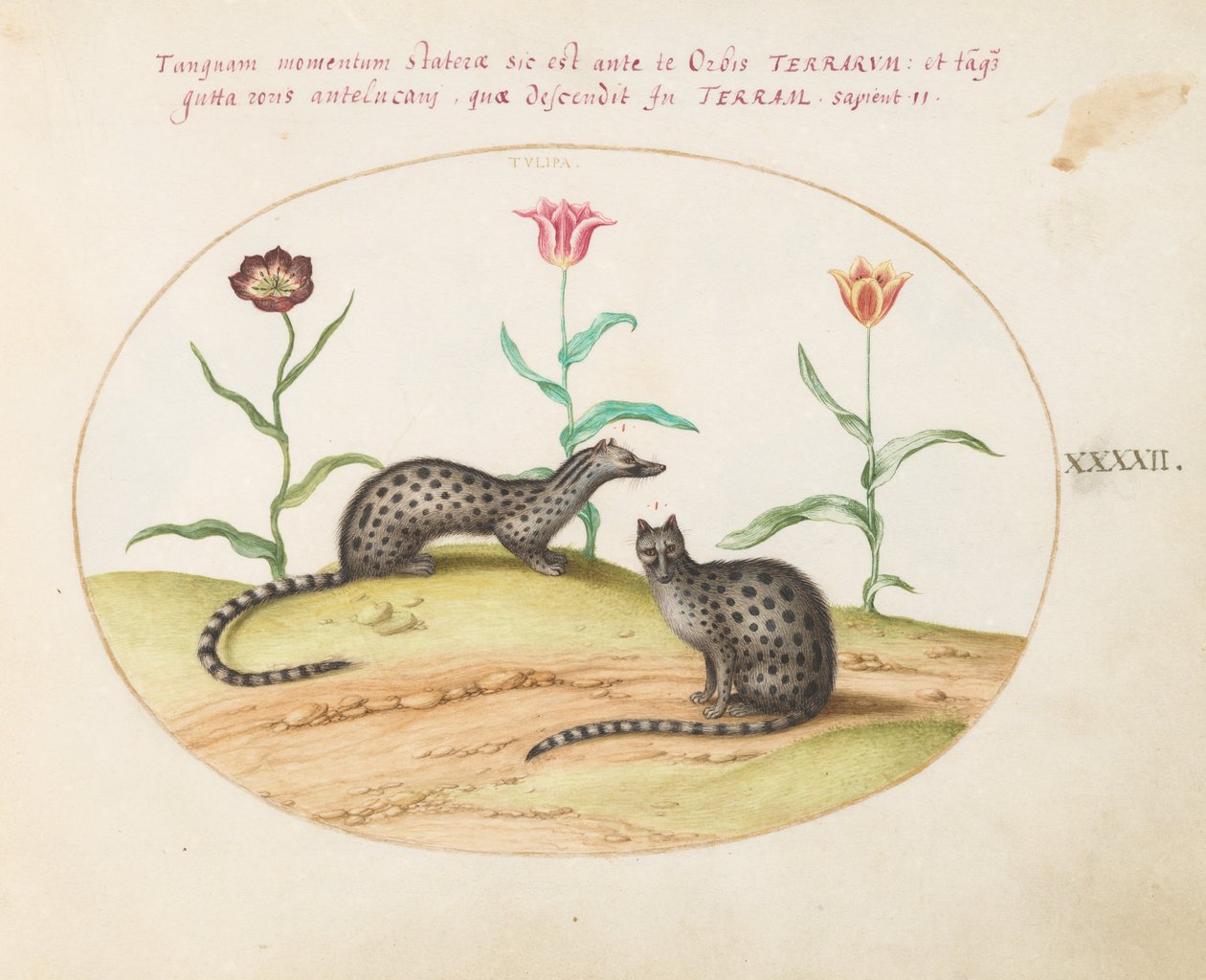 Two Genets with Tulips (Plate 42) by Joris Hoefnagel