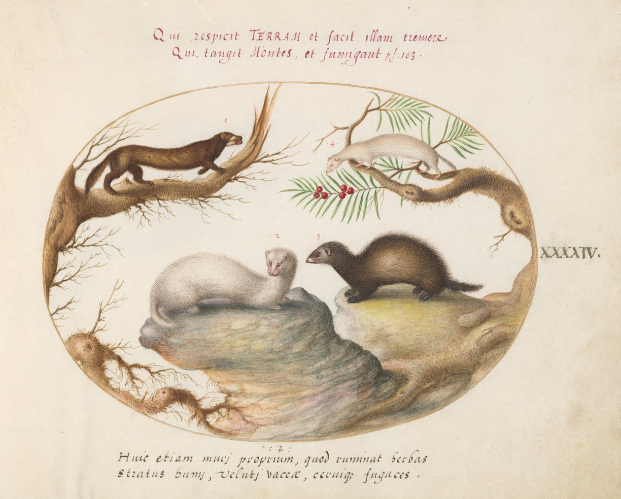 Polecat, Mink, and Ermine (Plate 44) by Joris Hoefnagel