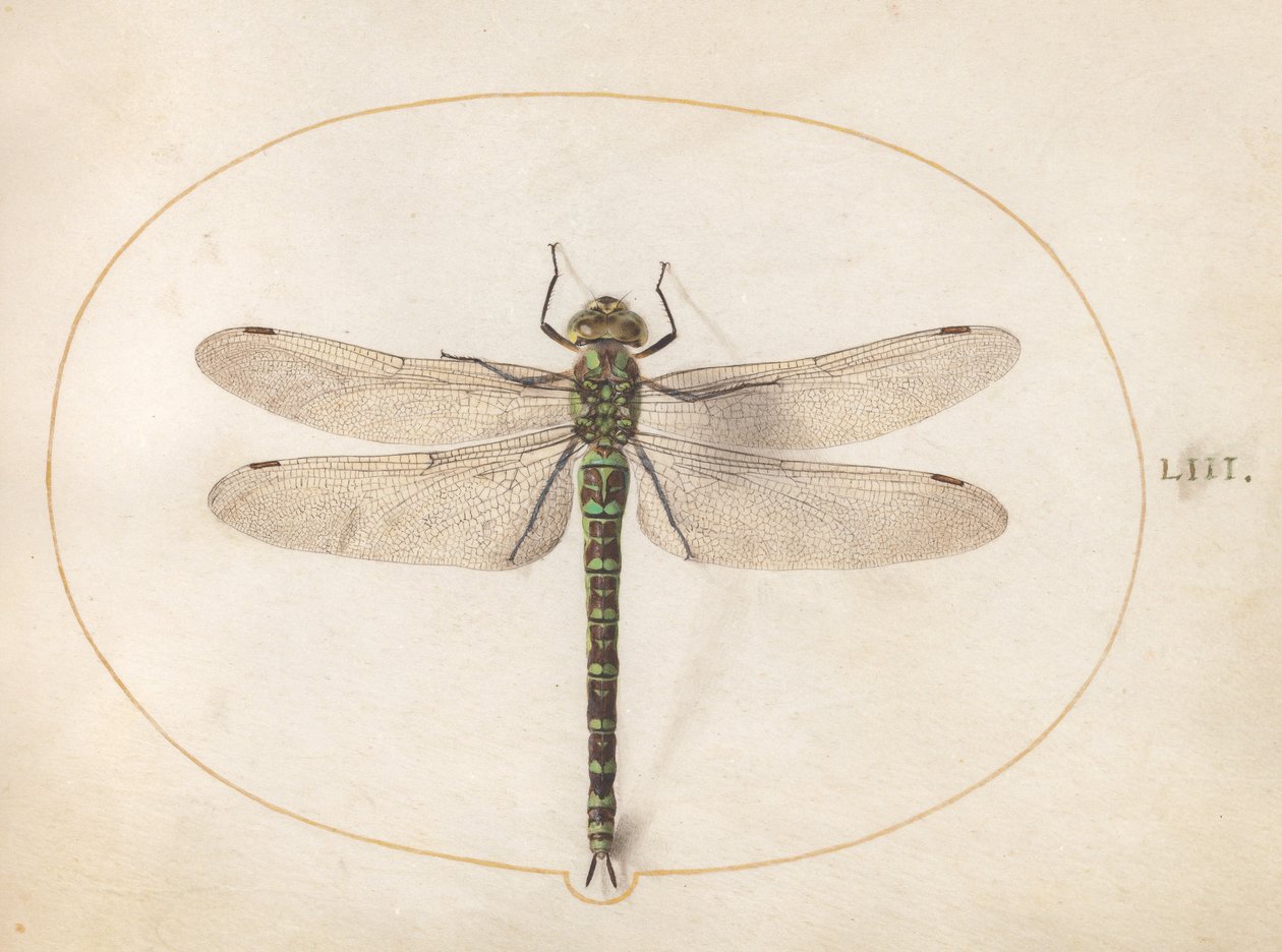 Plate 53: Southern Hawker Dragonfly by Joris Hoefnagel
