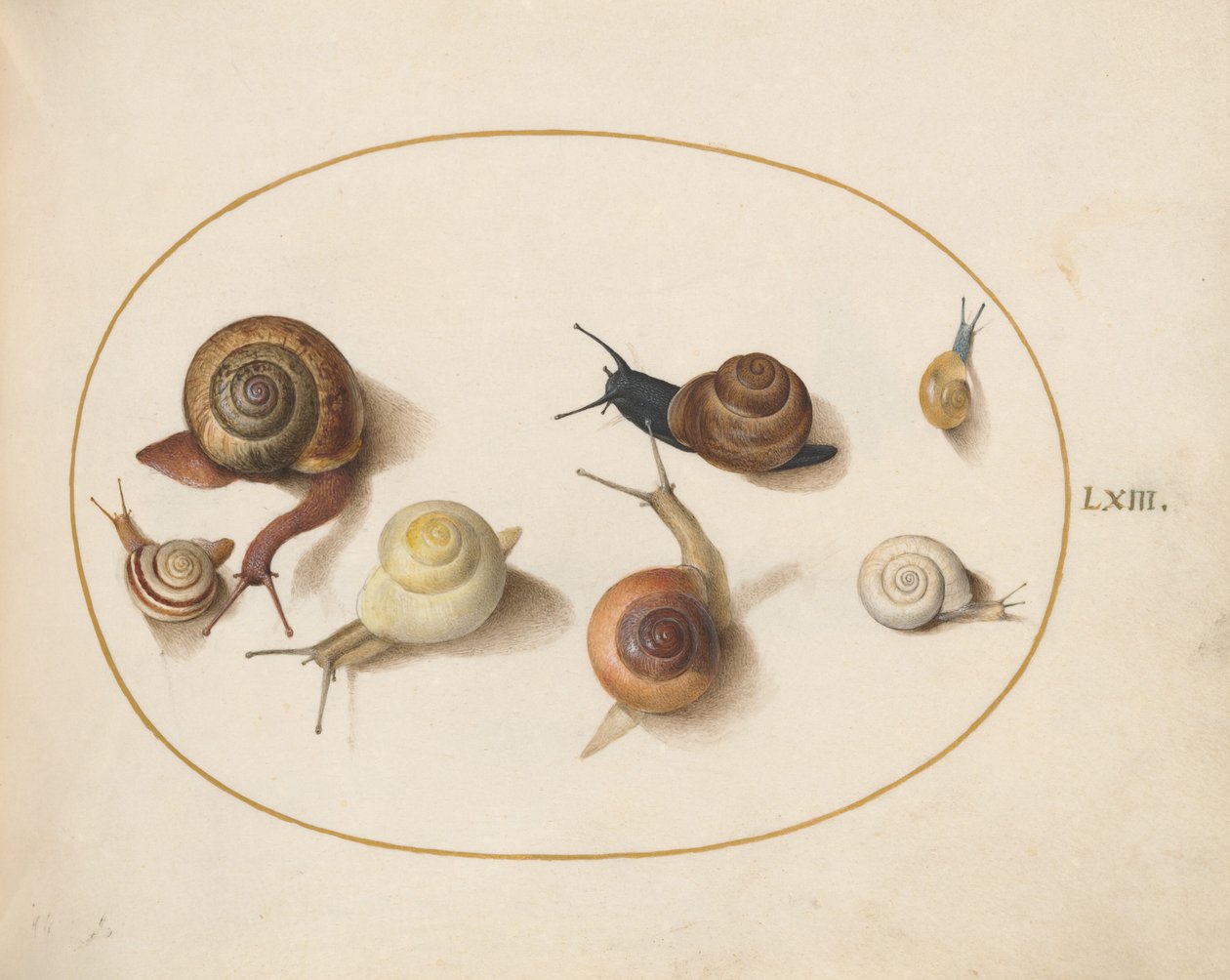 Plate 63: Seven Snails by Joris Hoefnagel