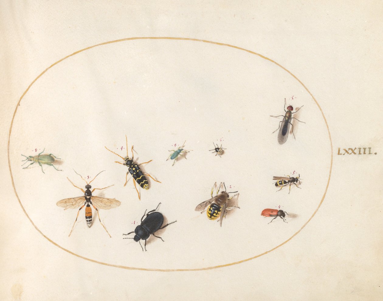 Plate 73: Ten Insects by Joris Hoefnagel