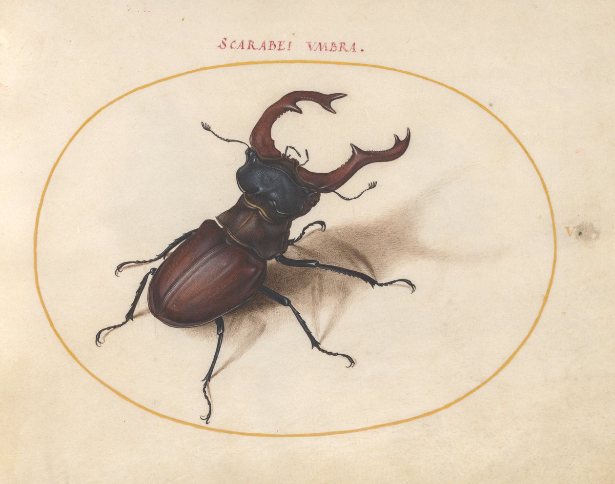 Scarab Beetle by Joris Hoefnagel