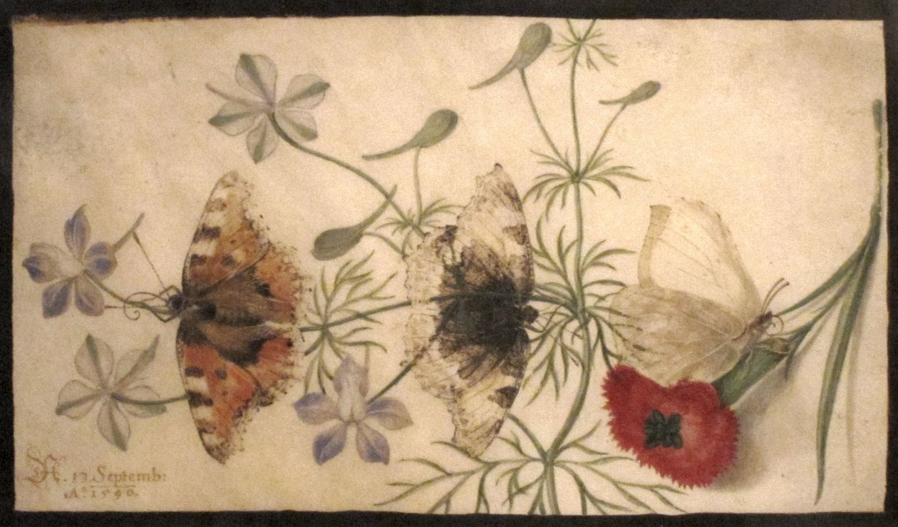 Studies of Flowers and Butterflies by Joris Hoefnagel