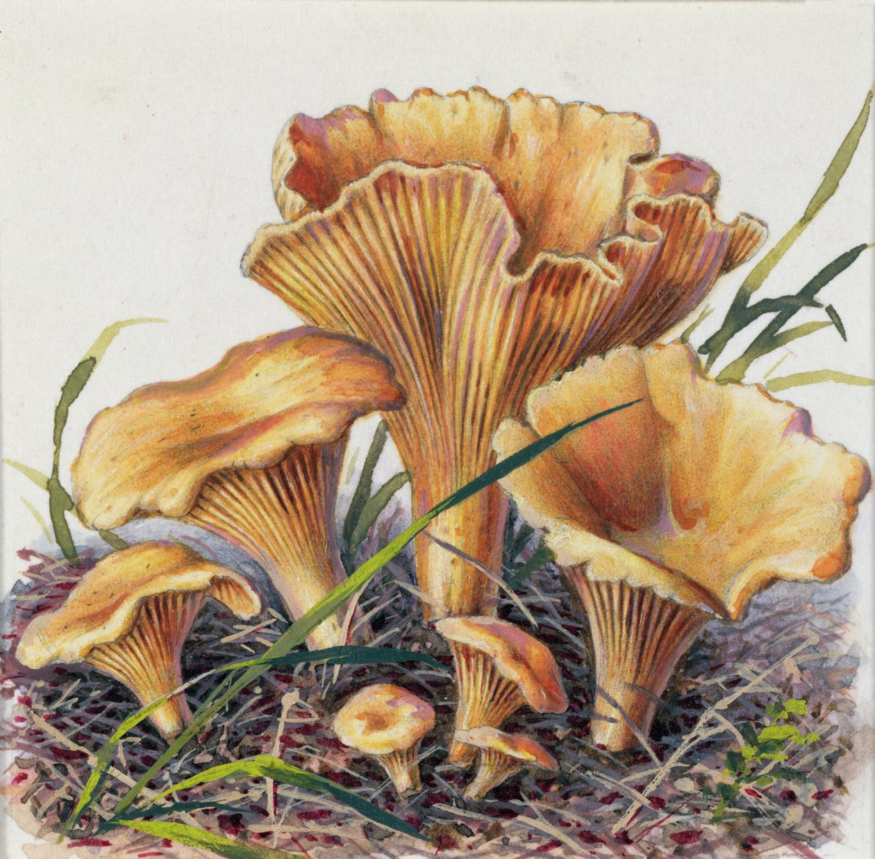 Study of Fungus by Josef Fleischmann