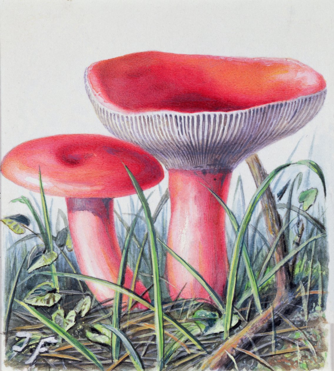 Study of Fungus by Josef Fleischmann