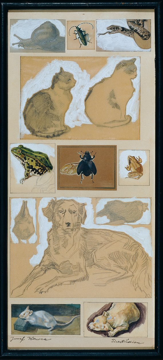 Animal Studies (12 Sketches) by Josef Wawra