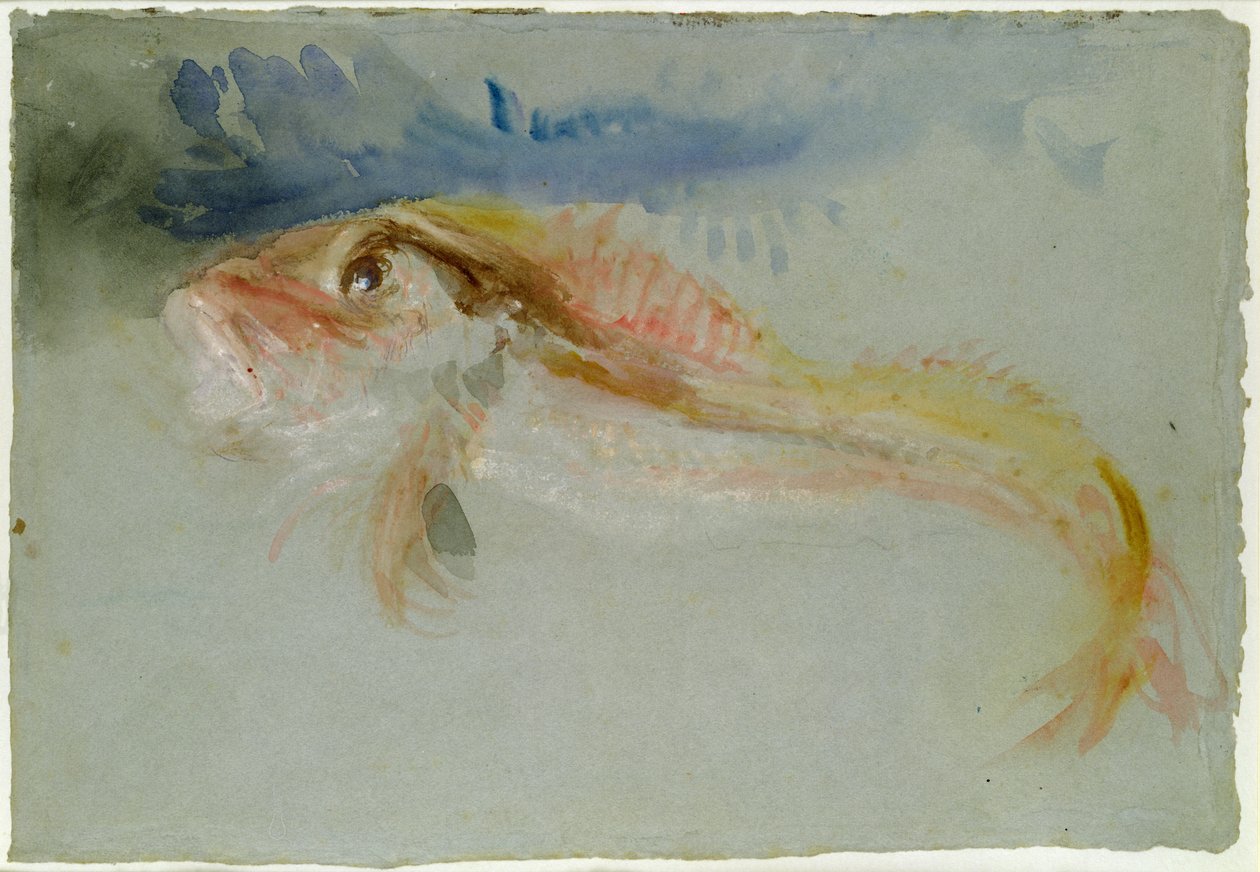 A Gurnard by Joseph Mallord William Turner