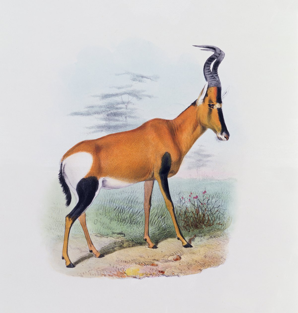 Antelope, from 