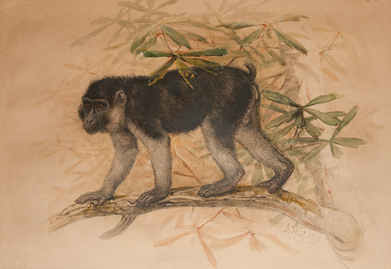 Ashy-black Macaque (Macacus ocreatus) by Joseph Wolf