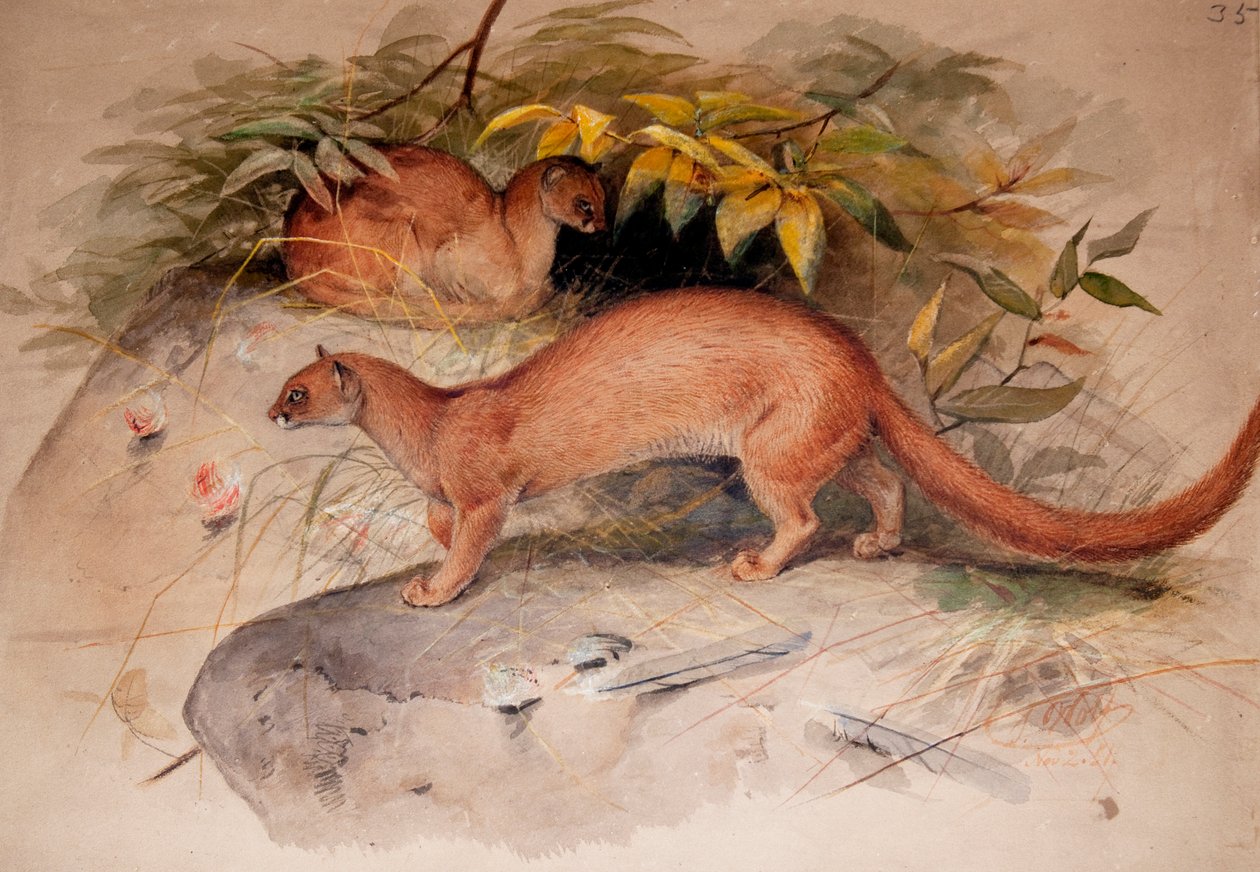 Eyra (Felis eyra), 1851 by Joseph Wolf