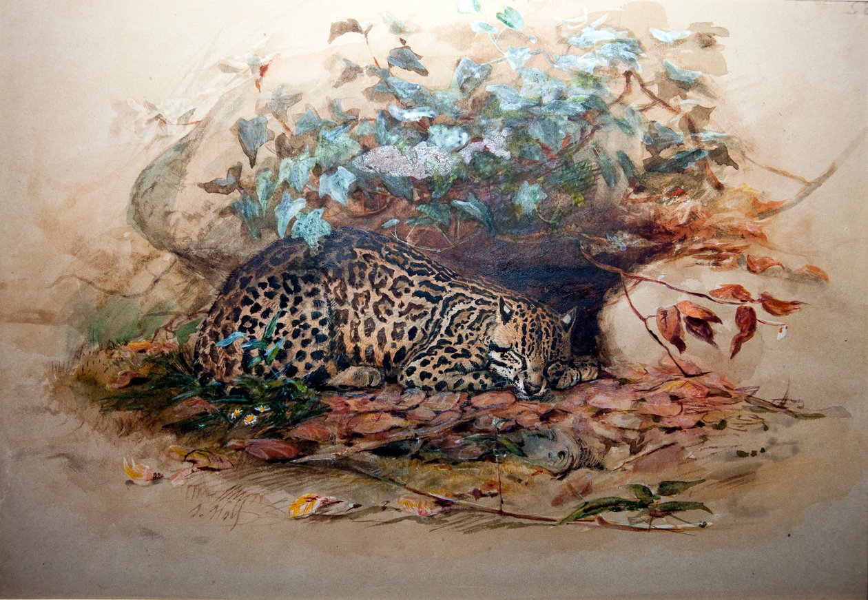 Ocelot by Joseph Wolf