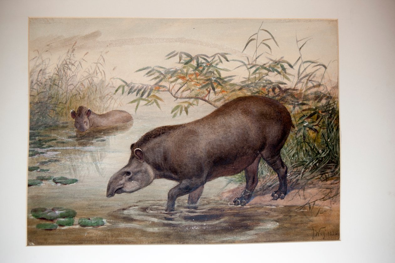 Tapir, 1880 by Joseph Wolf