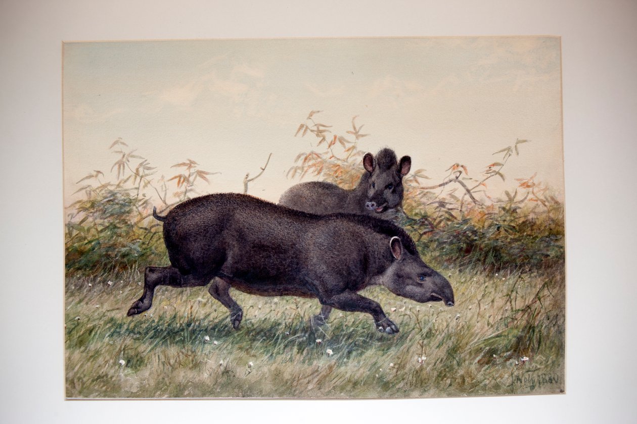 Tapir by Joseph Wolf