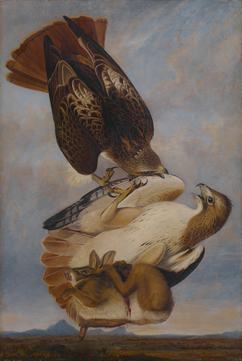 Red Tailed Hawk by Joseph Bartholomew Kidd