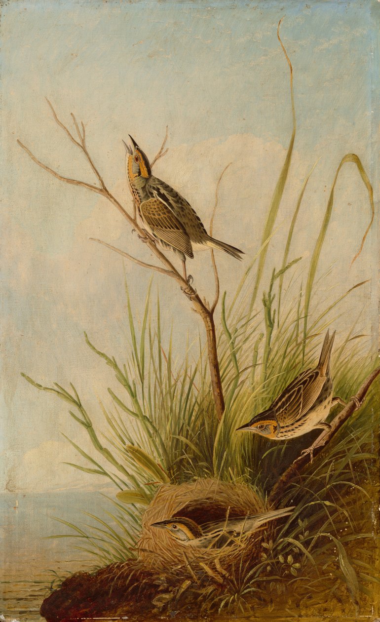 Sharp-Tailed Finch by Joseph Bartholomew Kidd