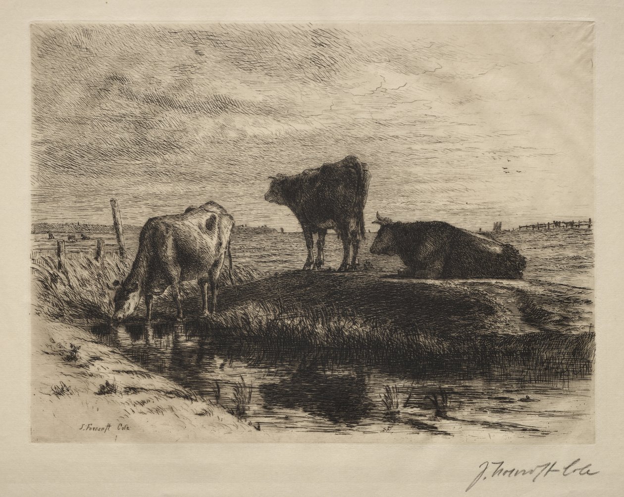 The Three Cows by Joseph Foxcroft Cole