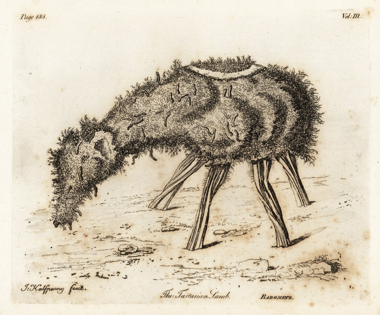 The Vegetable Lamb of Tartary by Joseph Halfpenny