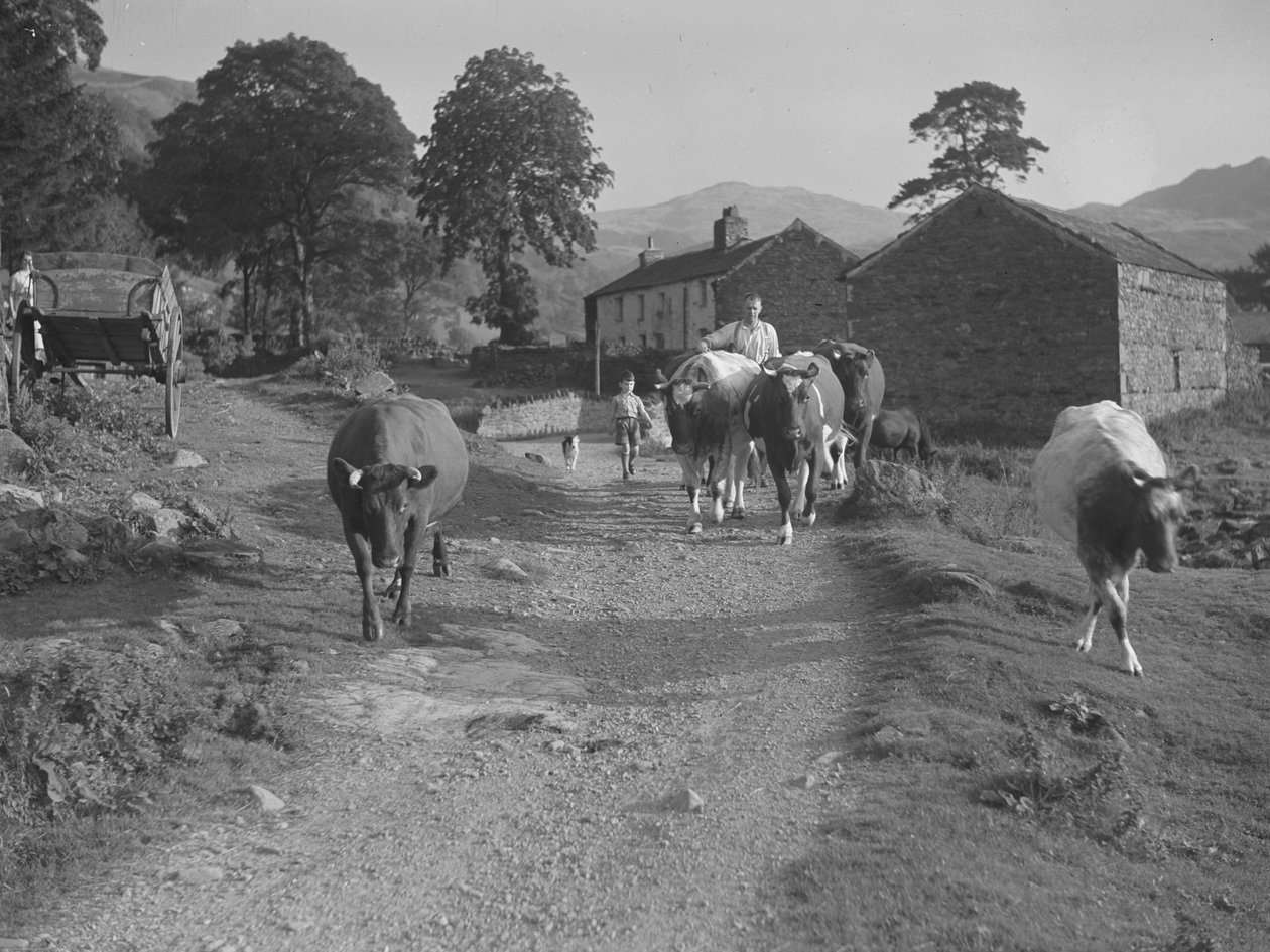 Driving Cows Down a Road by Joseph Hardman