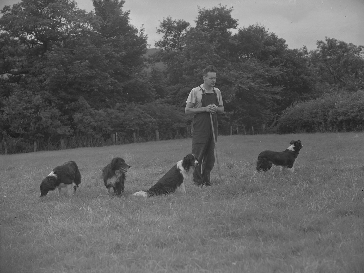 Shepherd and Four Dogs by Joseph Hardman