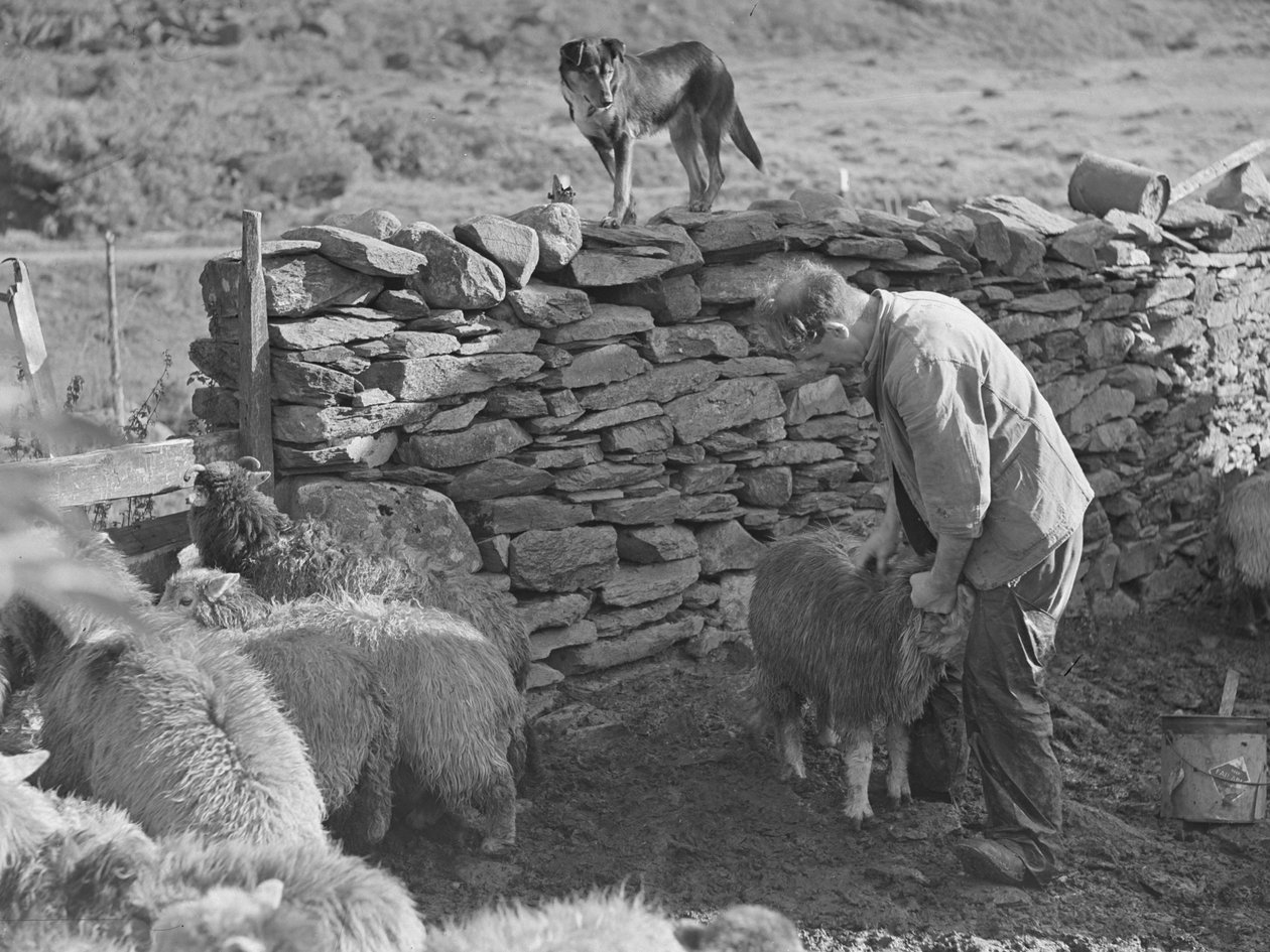 Shepherd with Sheep by Joseph Hardman
