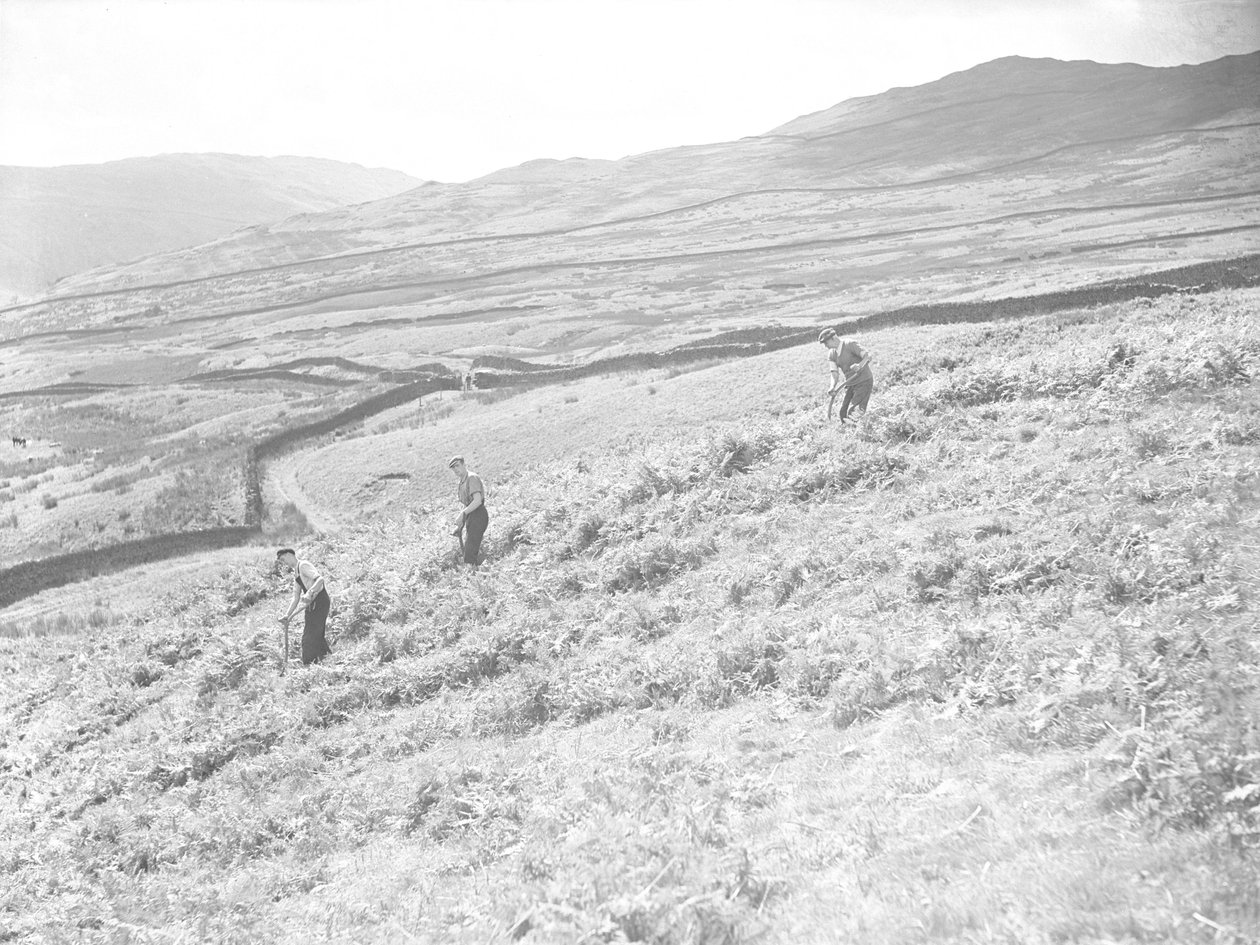 Three men in field scything bracken by Joseph Hardman