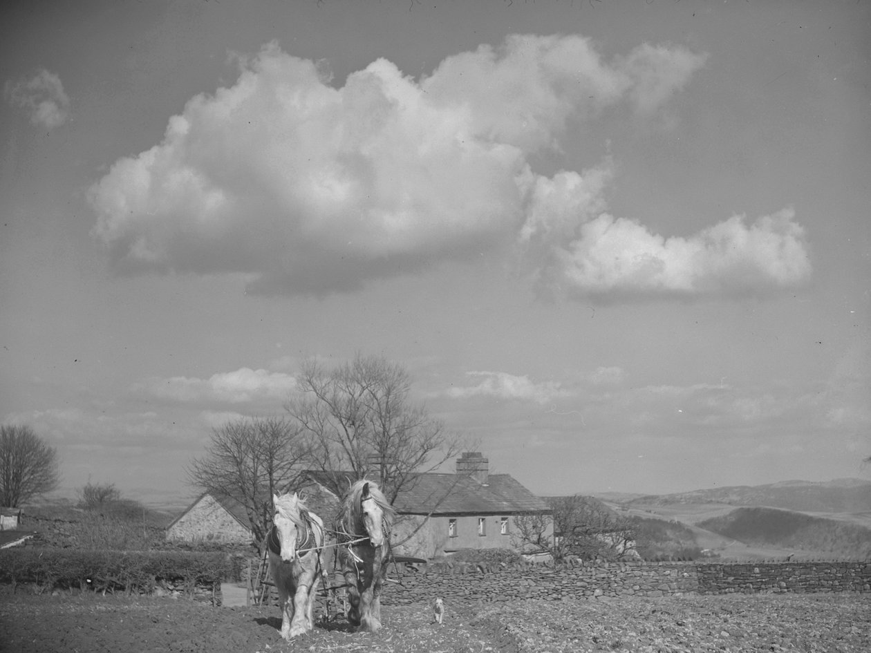 Two horses pulling a plough towards camera by Joseph Hardman