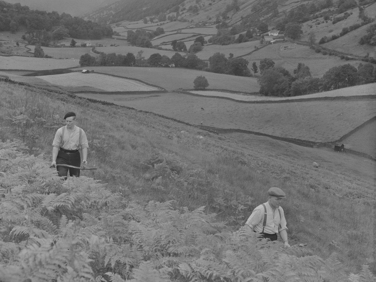 Two men scything Bracken by Joseph Hardman