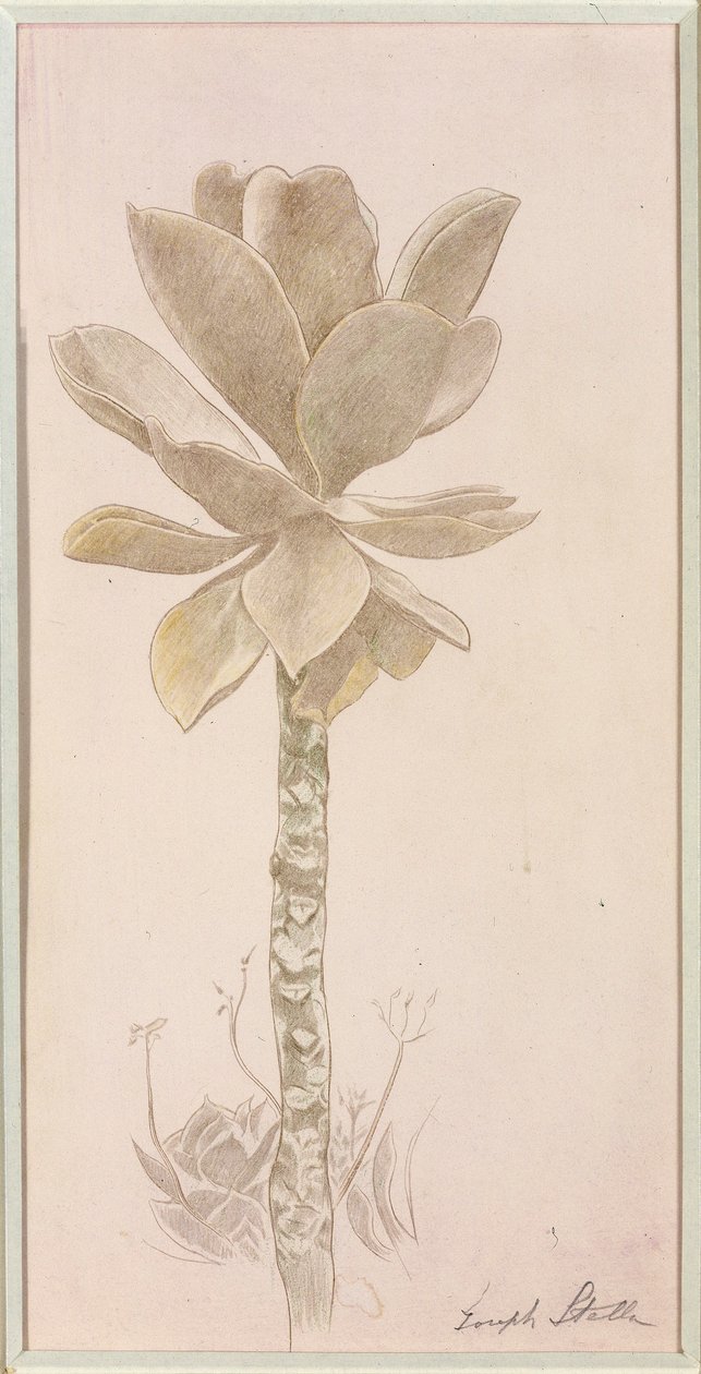 Flower Study by Joseph Stella