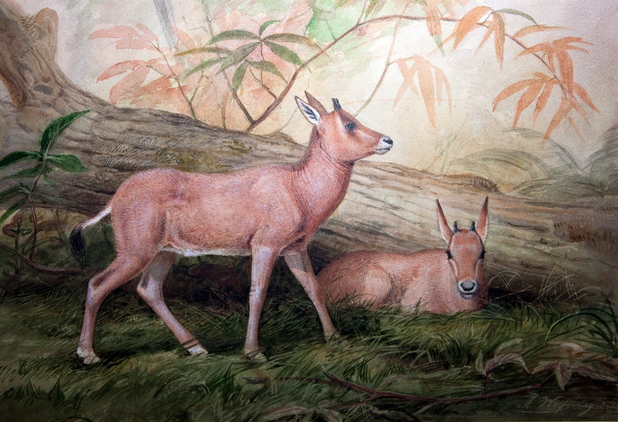 Scimitar Horned Oryx Calves by Joseph Wolf