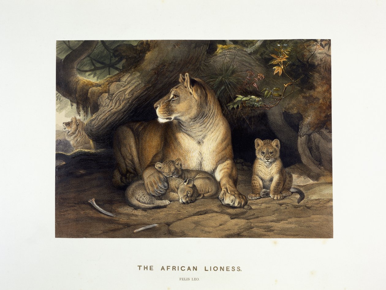 The African Lioness by Joseph Wolf