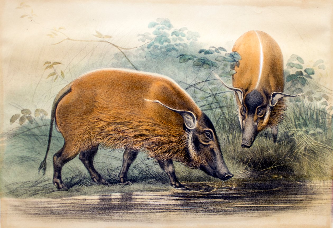 The Red-river Hog by Joseph Wolf