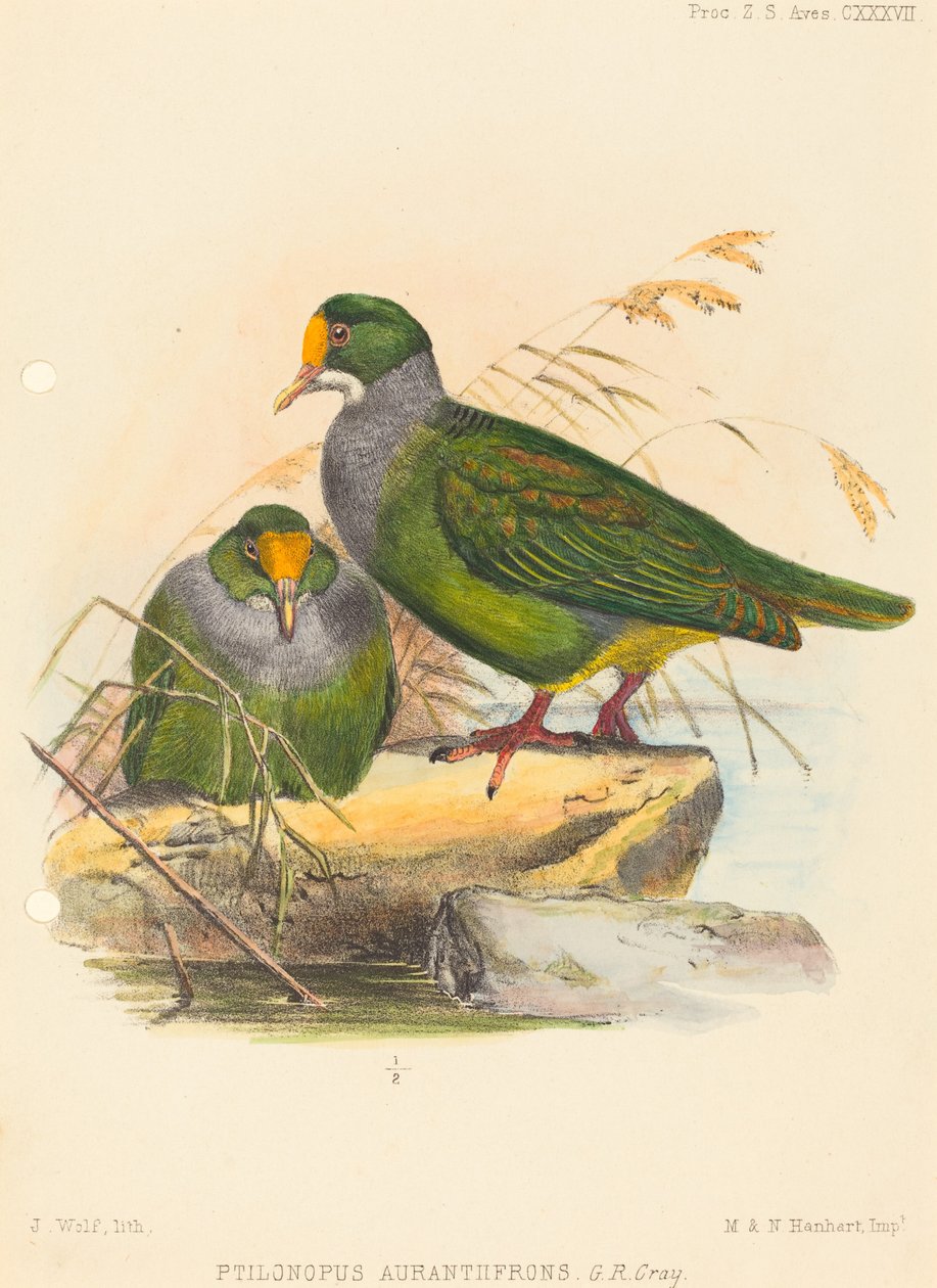 Two Birds by Joseph Wolf