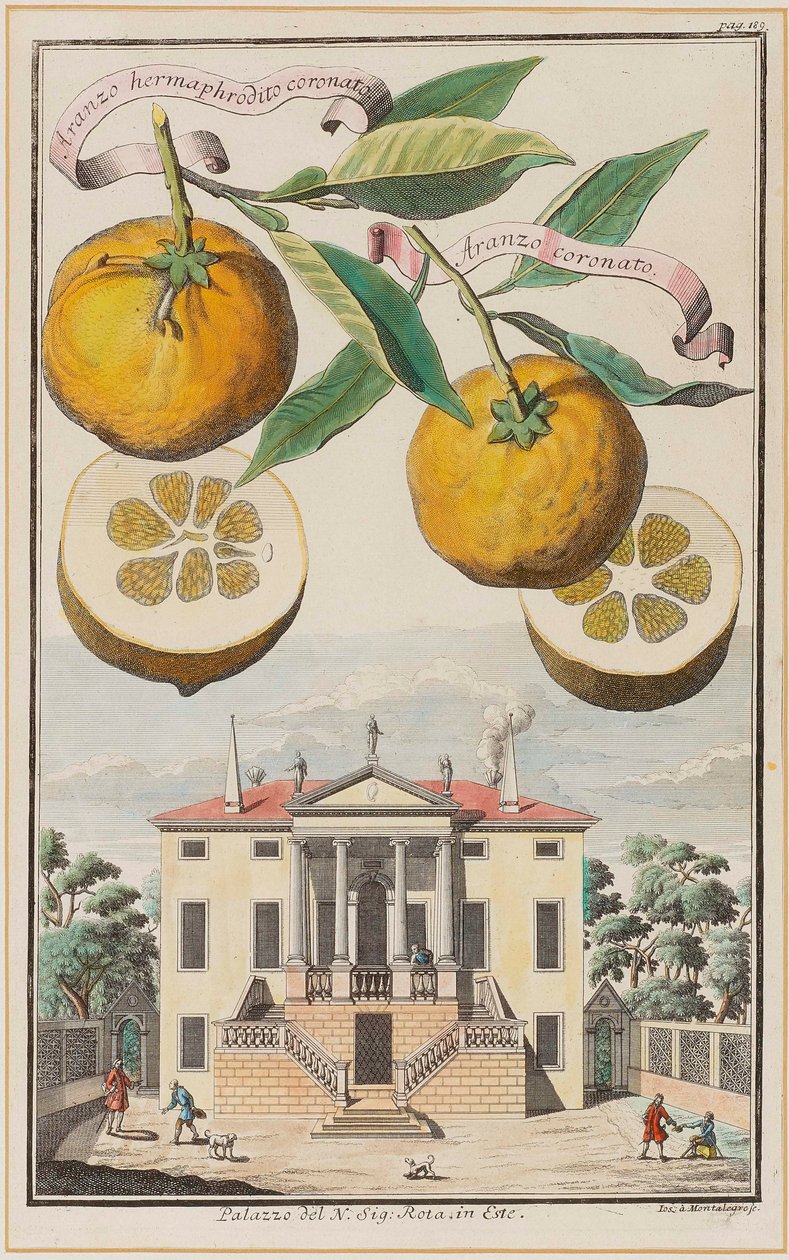 Aranzo Hermaphrodite Crowned by Joseph de Montalegre