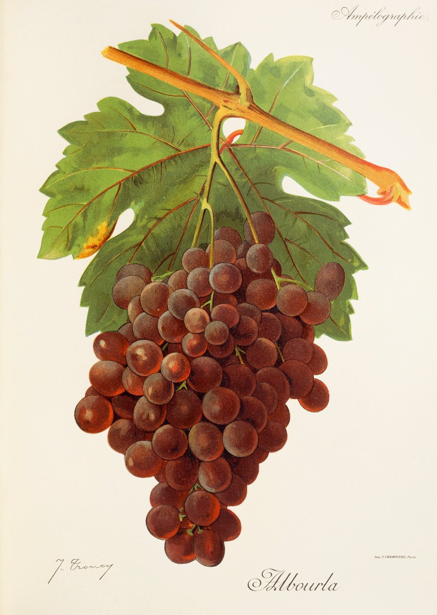Albourla Grape by Jules Troncy