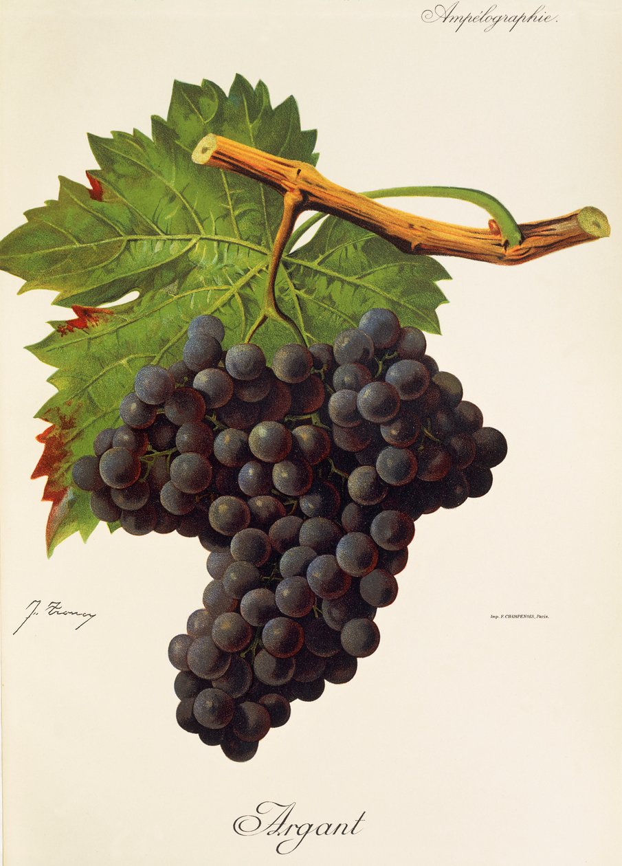 Argant grape by Jules Troncy