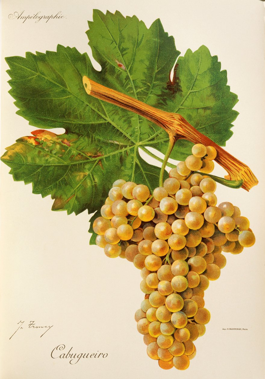 Cabugueiro grape by Jules Troncy