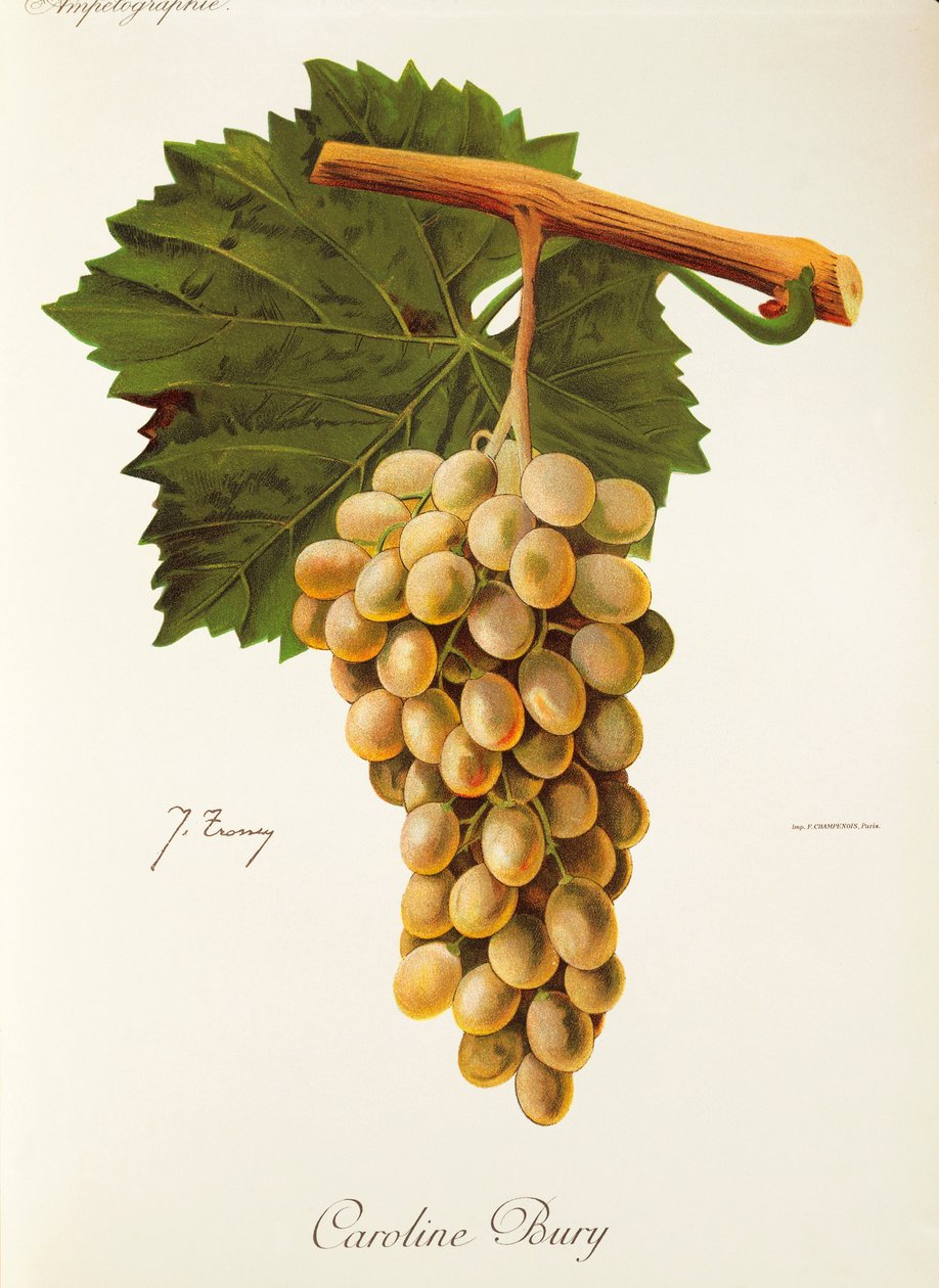 Caroline Bury Grape by Jules Troncy