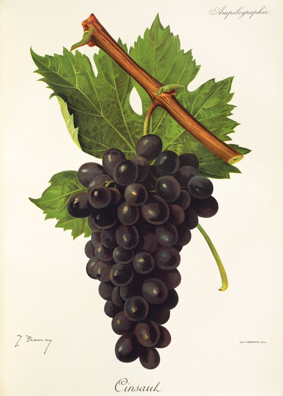 Cinsaut grape by Jules Troncy