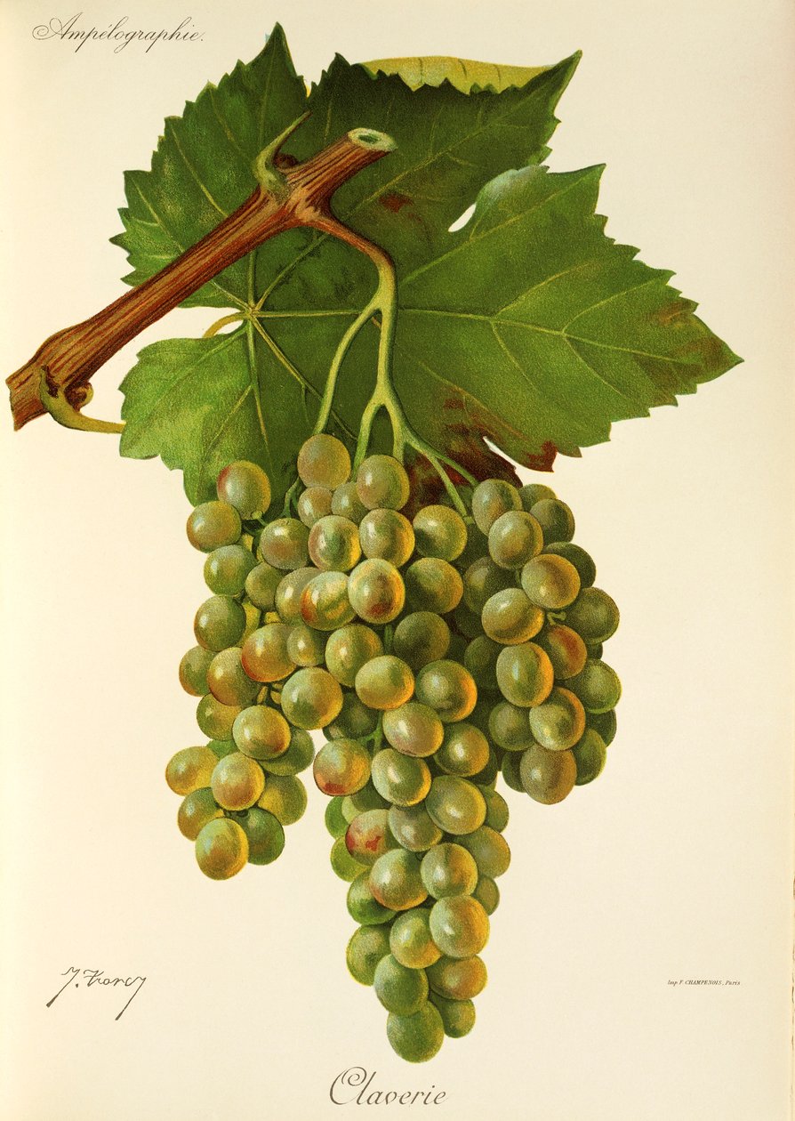Claverie Grape by Jules Troncy