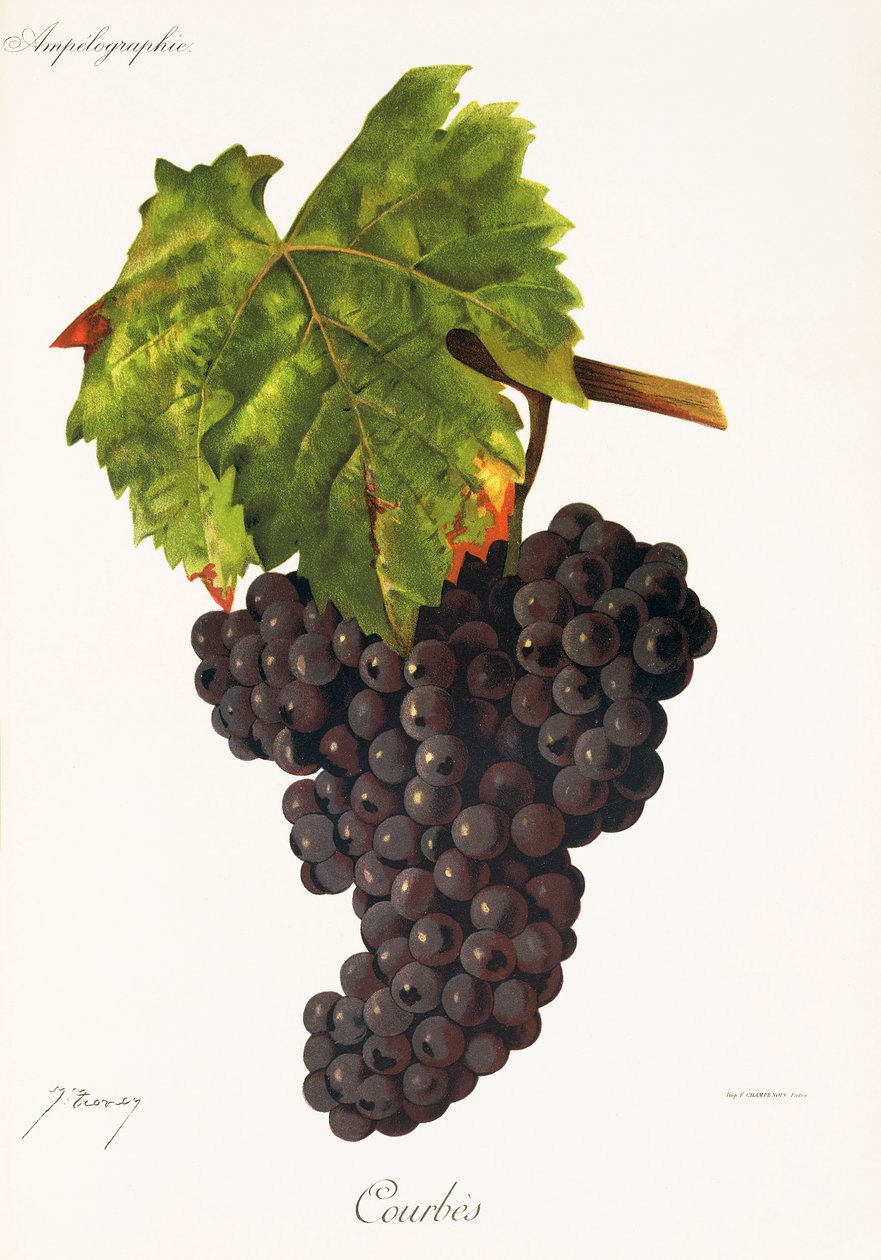 Courbes Grape by Jules Troncy