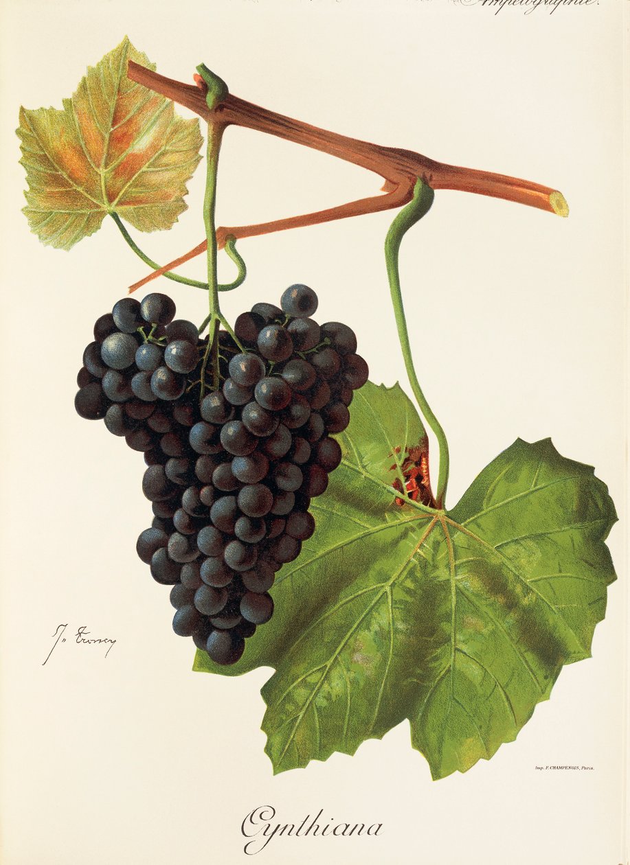 Cynthiana grape by Jules Troncy
